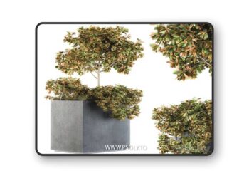 Outdoor Plants in Concrete Plant Box - Set 98