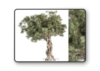 Tree Olive - Set 193 3D Model