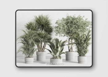 indoor plant set 414 plant ficus elastica tree palm bush concrete vase