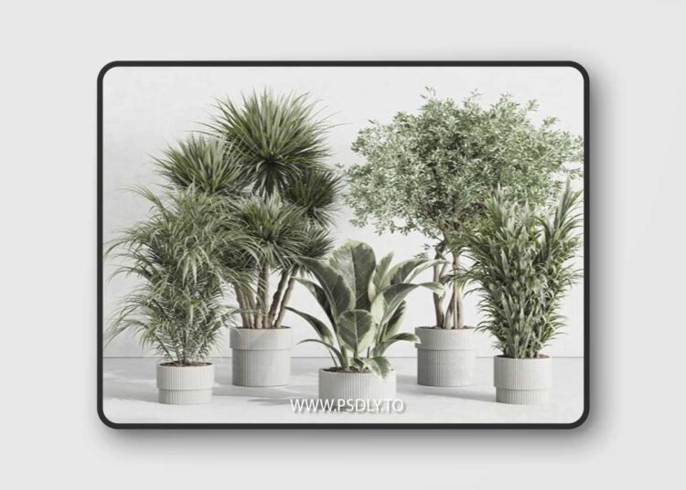 indoor plant set 414 plant ficus elastica tree palm bush concrete vase