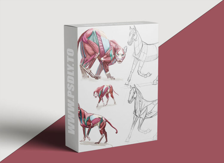 CGMA - Animal Drawing with Shannon Beaumont
