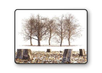 Collection of dry autumn trees 001 3D Model
