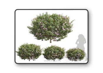 New Plant Cistus Albidus Zistrose Flower