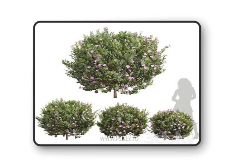New Plant Cistus Albidus Zistrose Flower