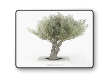 Olea europaea 02 3D Model
