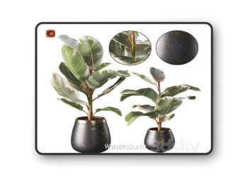 Set of plants ficus rubbery 3D Model