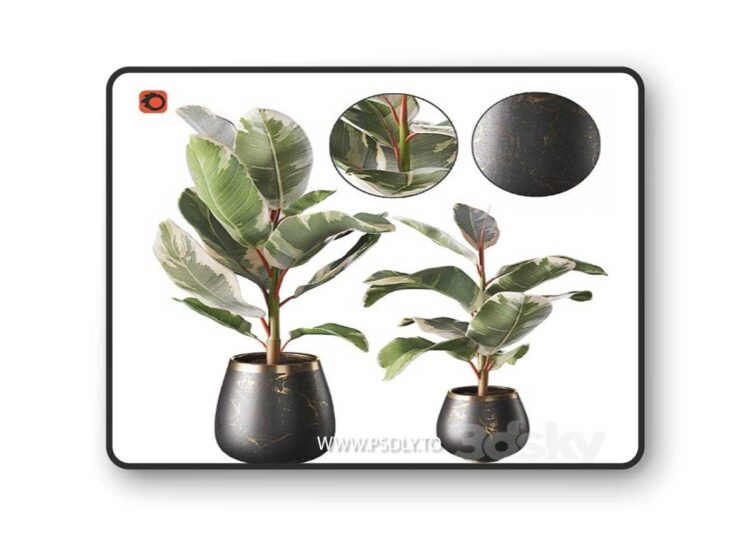 Set of plants ficus rubbery 3D Model