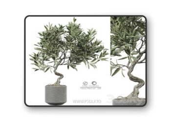 indoor Plant 289 3D Model