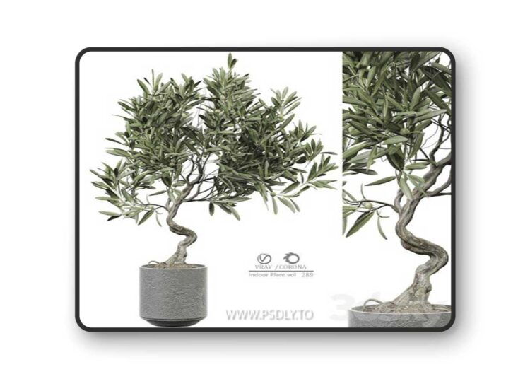 indoor Plant 289 3D Model