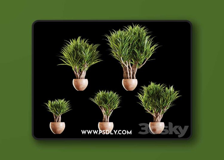 3dsky Pro - A set of Yucc flowers 3D Model