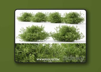 3dsky Pro - plant 11 3D Model