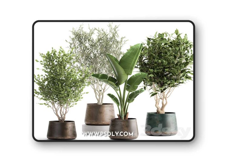 3dsky Pro - Collection of tree plants in outdoor metal rusty pots Banana palm, . Set 949.