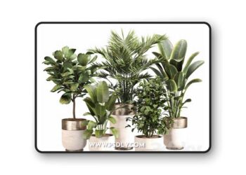 3dsky Pro - Indoor Plant Set 052 3d Model