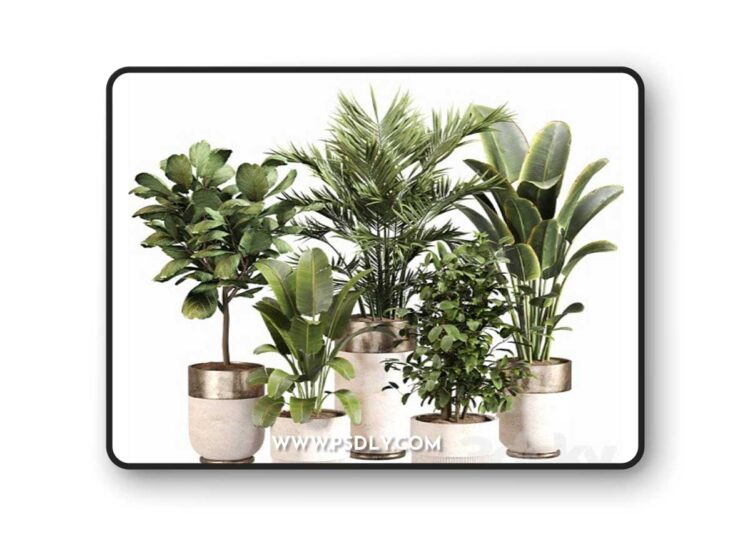 3dsky Pro - Indoor Plant Set 052 3d Model