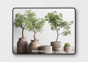 3dsky Pro - collection indoor outdoor plant 114 vase concrete wood old pot tree cactus