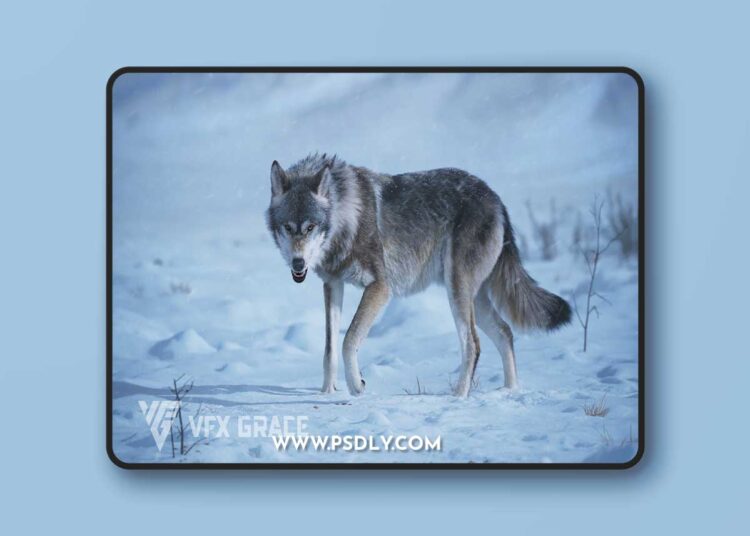 BlenderMarket - Wolf Animation | Vfx Grace