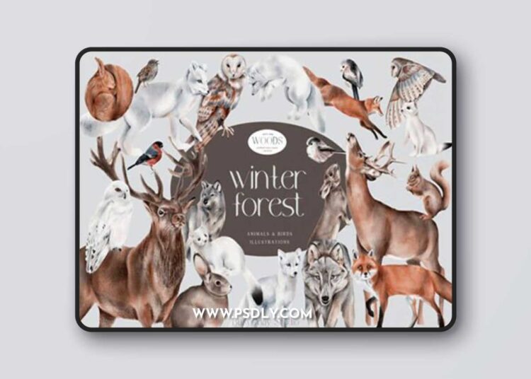 Winter Forest Animals and Birds PNG 18762380 1 Winter Forest Animals and Birds PNG 18762380