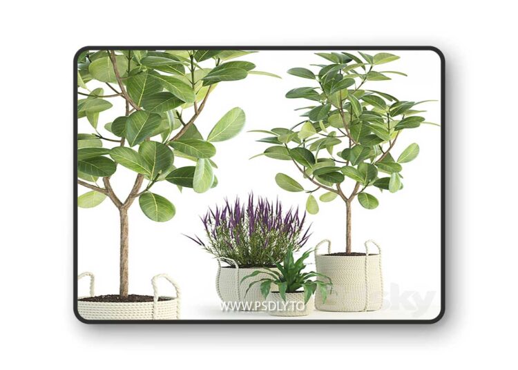 3dsky Pro - Plants collection 87 3D Model