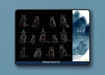 Finding North Education - Black Cat Digital Overlays