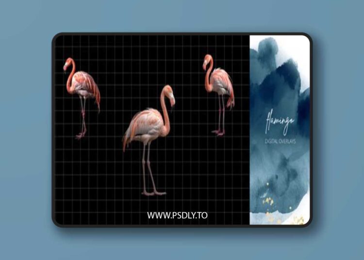 Finding North Education - Flamingo Digital Overlays 1 Finding North Education - Flamingo Digital Overlays