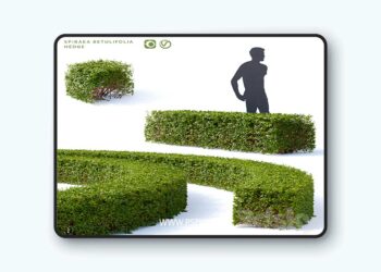 3dsky Pro - Birch-leaved spirea Hedge | Spiraea betulifolia