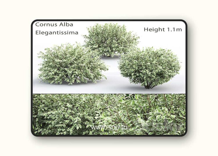 3dsky Pro - Derain White Elegantissima # 1