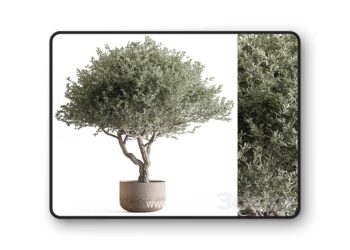 3dsky Pro - Indoor Plant 652 -Tree in Pot