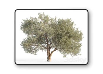 3dsky Pro - Olive tree 5 3D Model