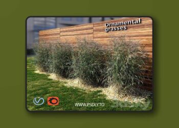 3dsky Pro - Ornamental grass red-green