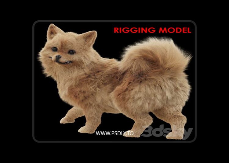 3dsky Pro - Spitz 3D Model