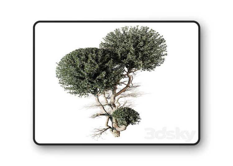 3dsky Pro - tree vol 17 3d Model