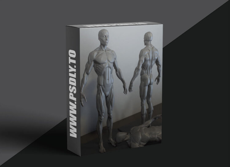CGBump - Zbrush Senior Anatomy (Male)