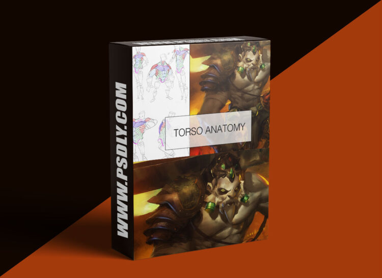 Gumroad –Torso Anatomy Lesson + Painting!