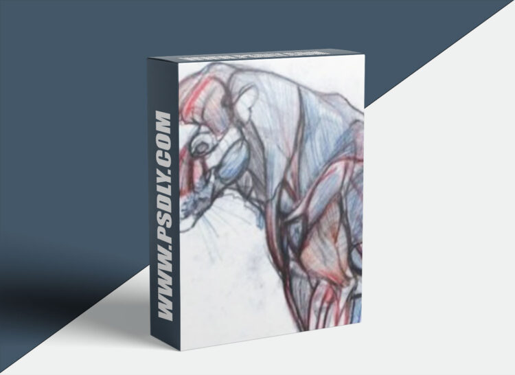 NMA / New Masters Academy – Introduction to Animal Anatomy
