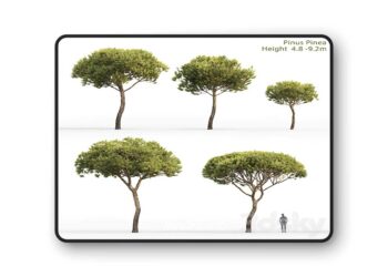 3dsky Pro - Pine 3D Model