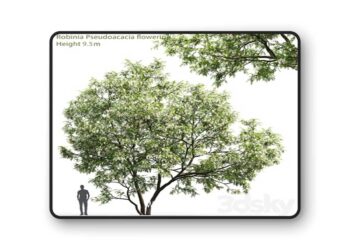 White Acacia Robinia Pseudoacacia – 3D Model