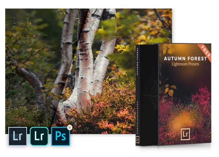 Autumn Forest - Mobile & Desktop Lightroom Presets Pack