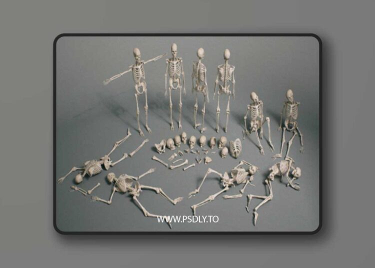 Bones VOL.2 – Human Bones