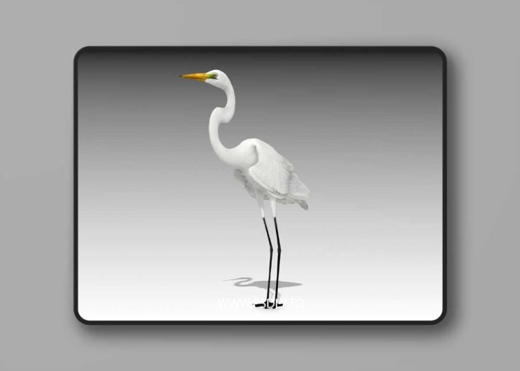 Egret (5.0 – 5.5)