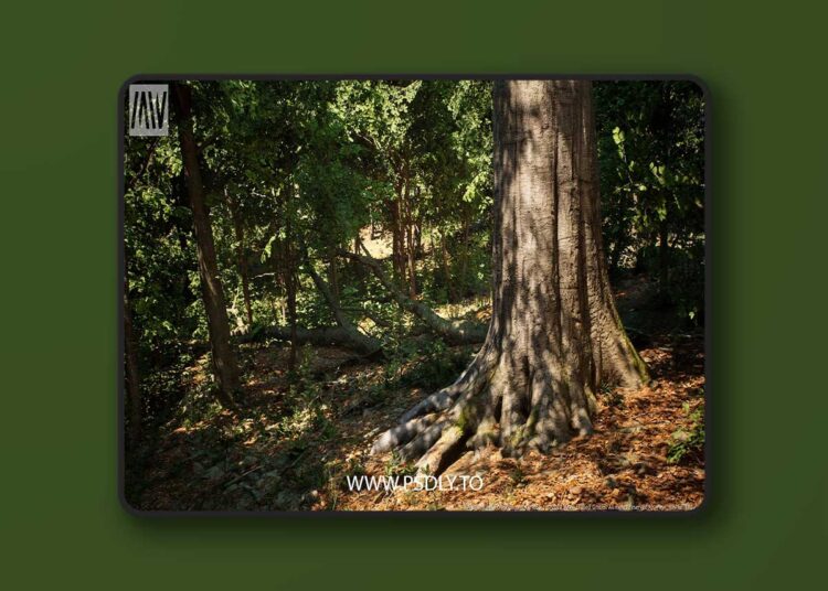 MW Broadleaf Forest Trees Biome v4.1.1 (5.6)