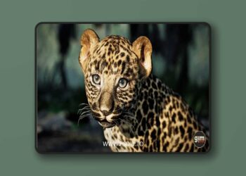 Animalia - Leopard (young) (5.0+)