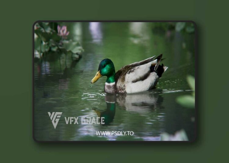 Male Mallard Animation | Blender 3D Model 1 Male Mallard Animation | Blender 3D Model