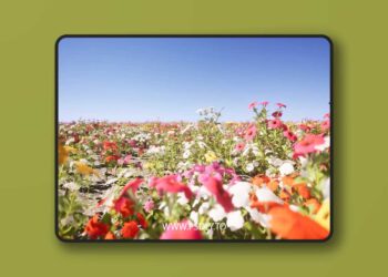 Nanite Flower Pack (5.1+) for Unreal Engine 7 Nanite Flower Pack (5.1+)