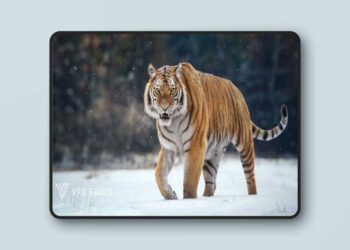 Realistic Animated Siberian Tiger 3D Model for Blender | VFX Grace 4 Realistic Animated Siberian Tiger 3D Model for Blender | VFX Grace